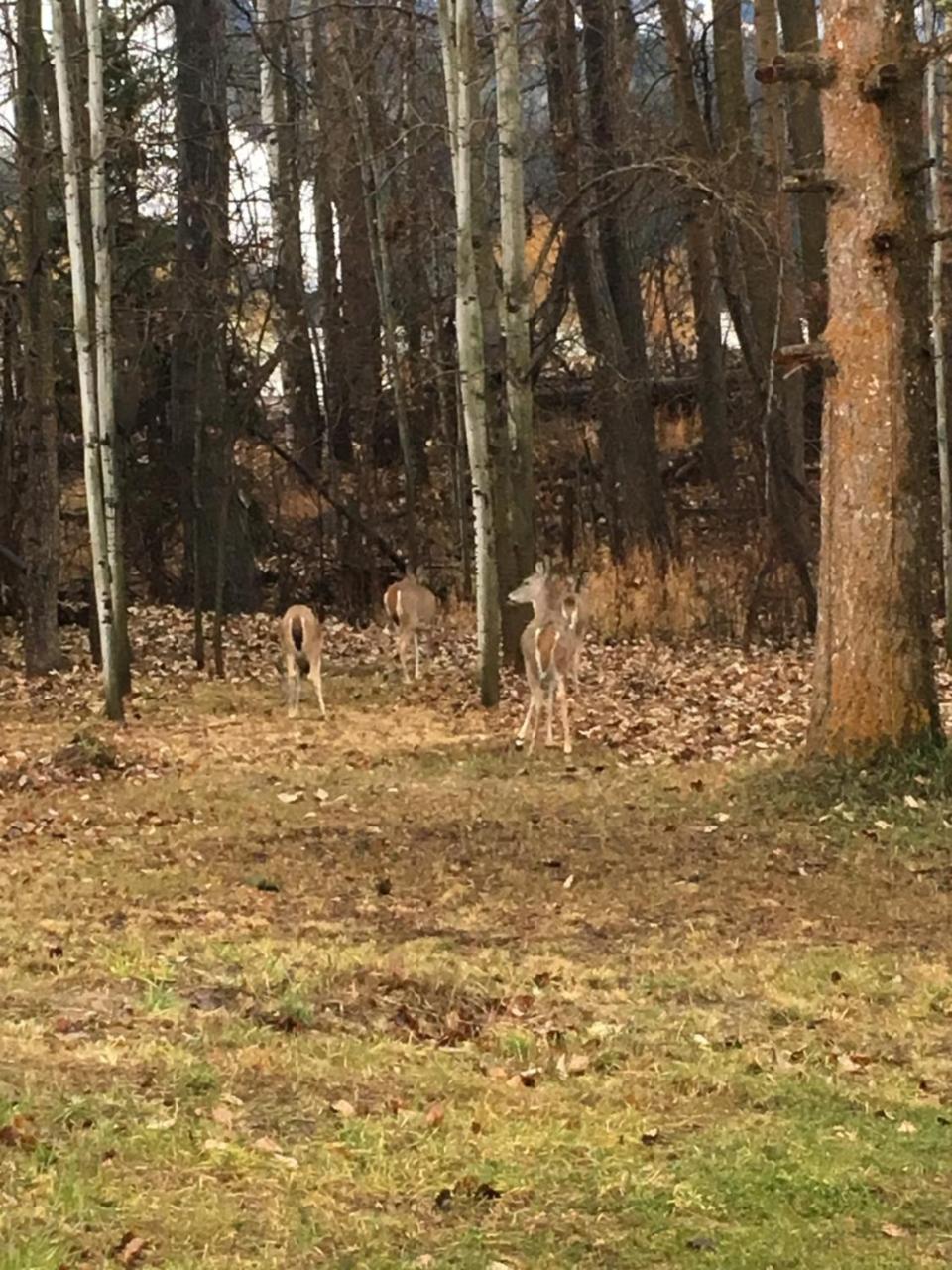 One-Bedroom Suite with Kitchen,1037571583:JPEG