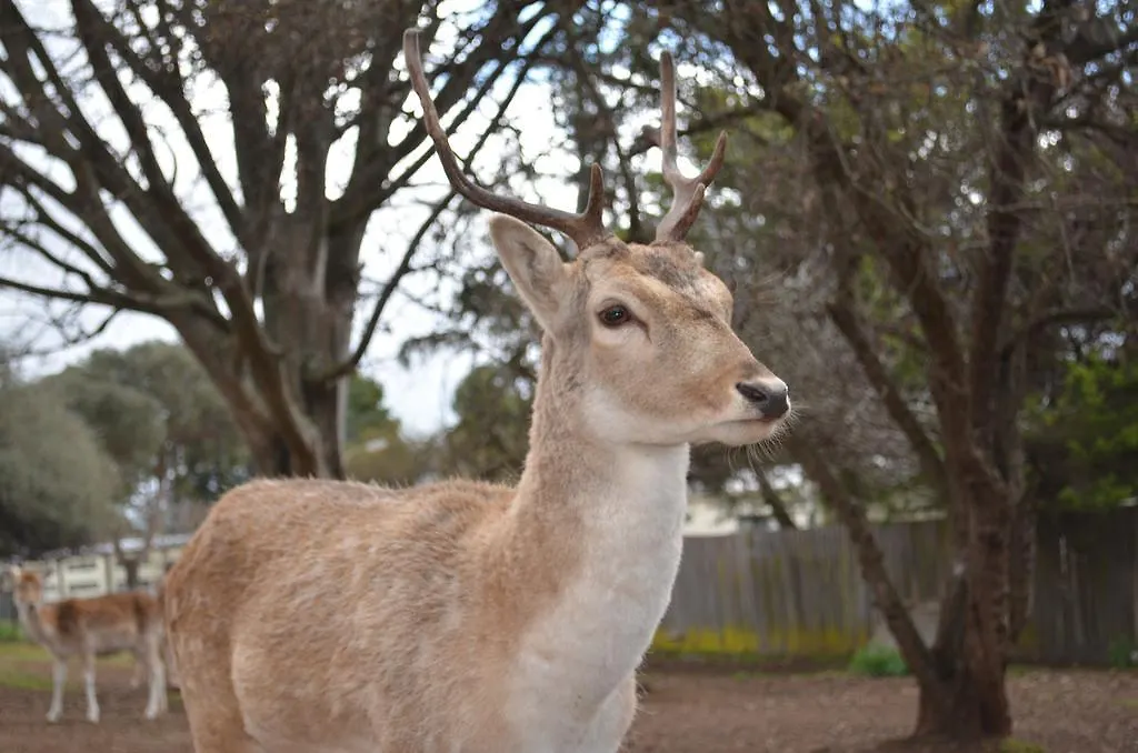 Deer Park Motor Inn Armidale-1