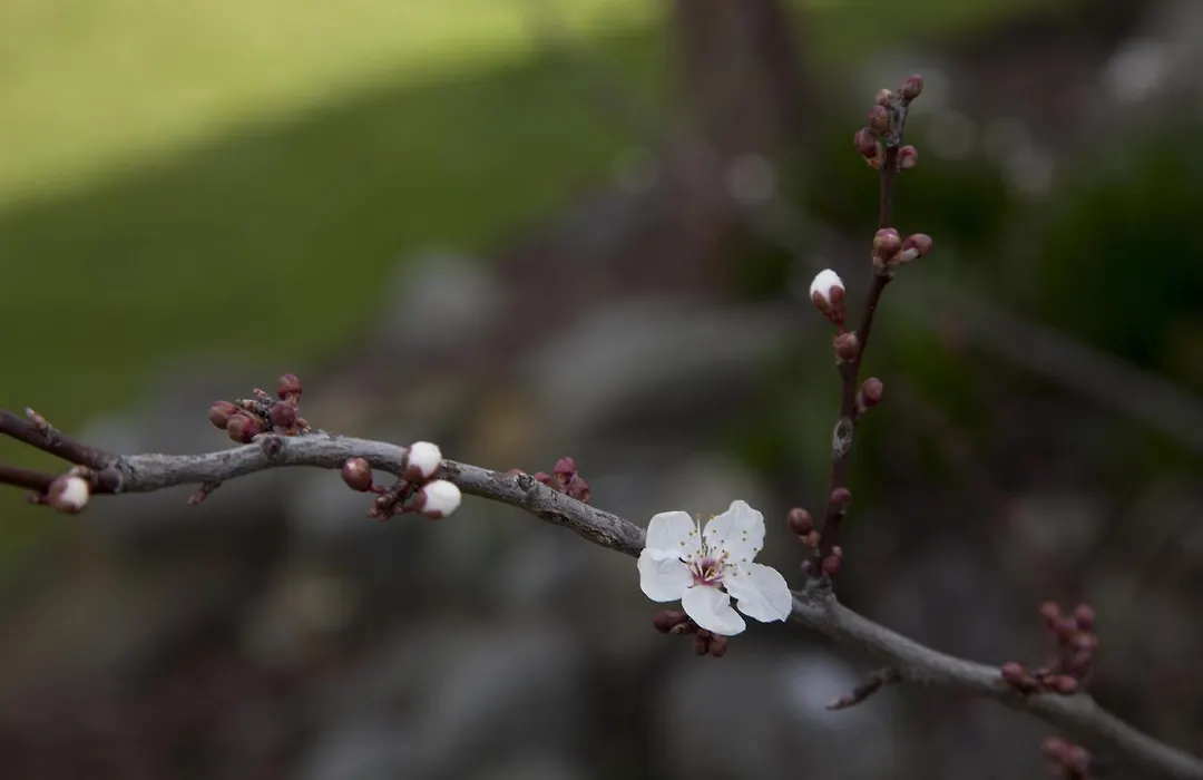 Apple Motor Inn-1