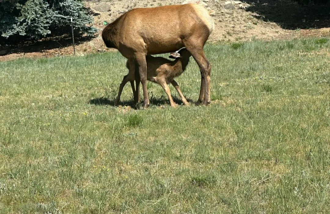 Columbine Inn (Adults Only)-1