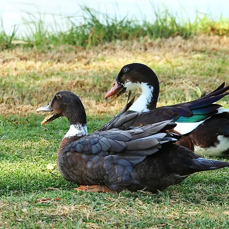 The Duck Inn Apartments-2