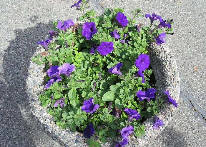 Swiss Sunset Inn Penticton