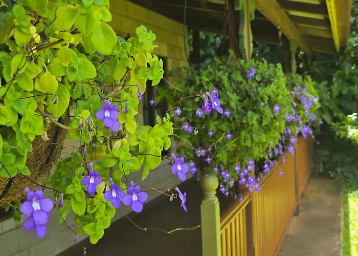 Curtain Fig Motel Yungaburra