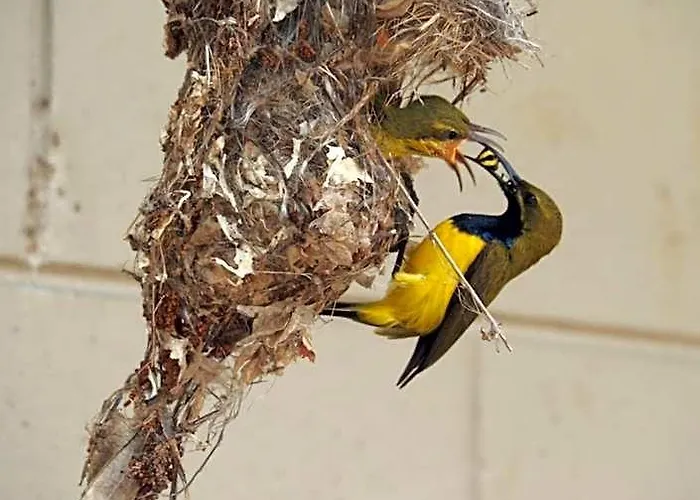 Sunbird Motel Townsville